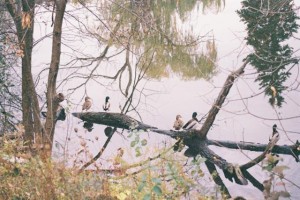 Nikon N6006 - Ducks by the Pond, Overexposed