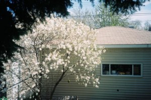 Olympus Stylus - Chicago Backyard, Star Magnolia Tree